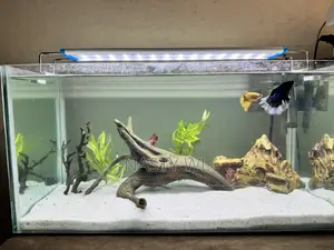 Aquarium Fish Tank