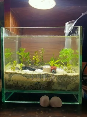 Planted Aquarium