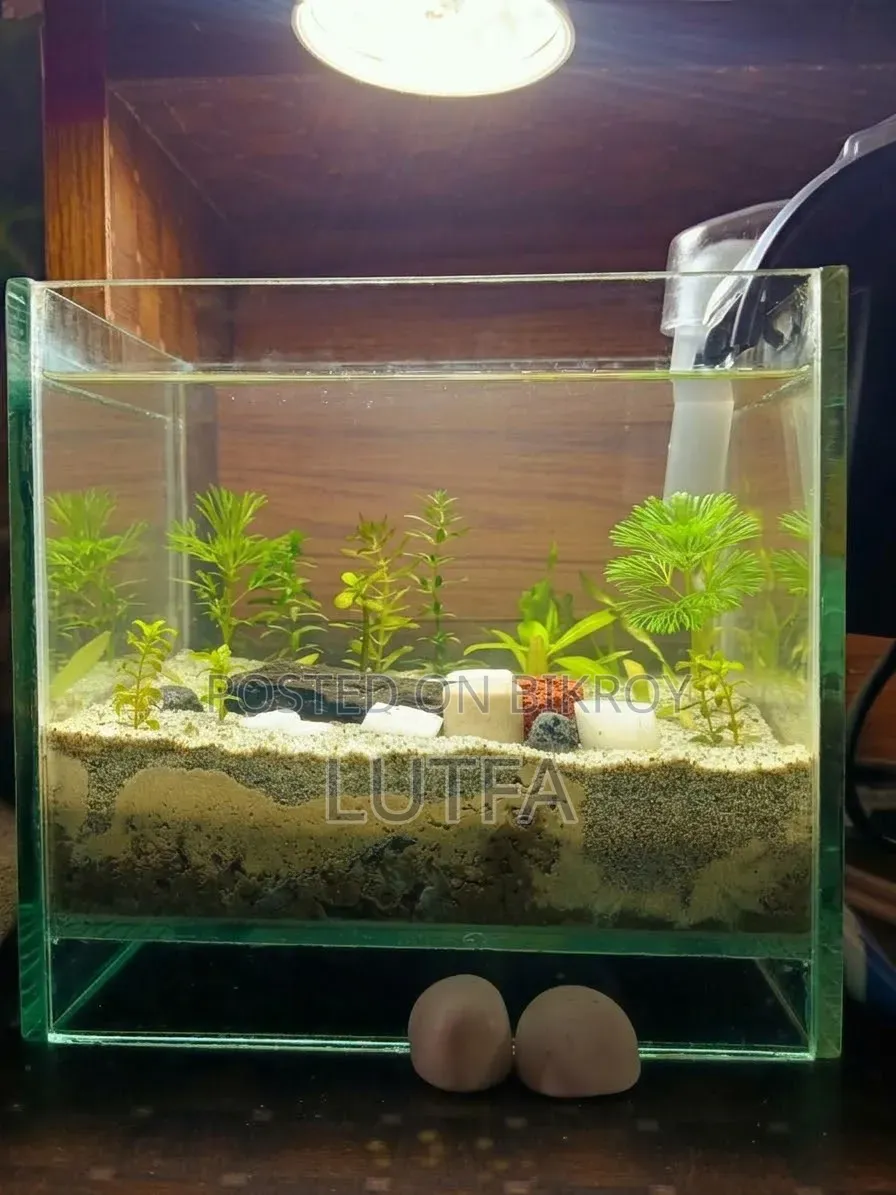 Planted Aquarium