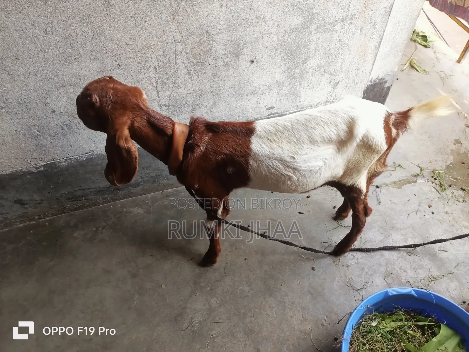 উন্নত জাতের ছাগল