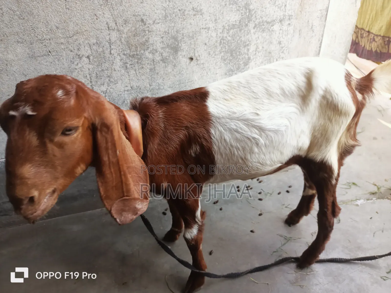 উন্নত জাতের ছাগল