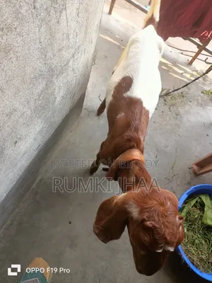 উন্নত জাতের ছাগল