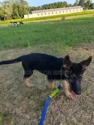 1-3 months Female Purebred German Shepherd