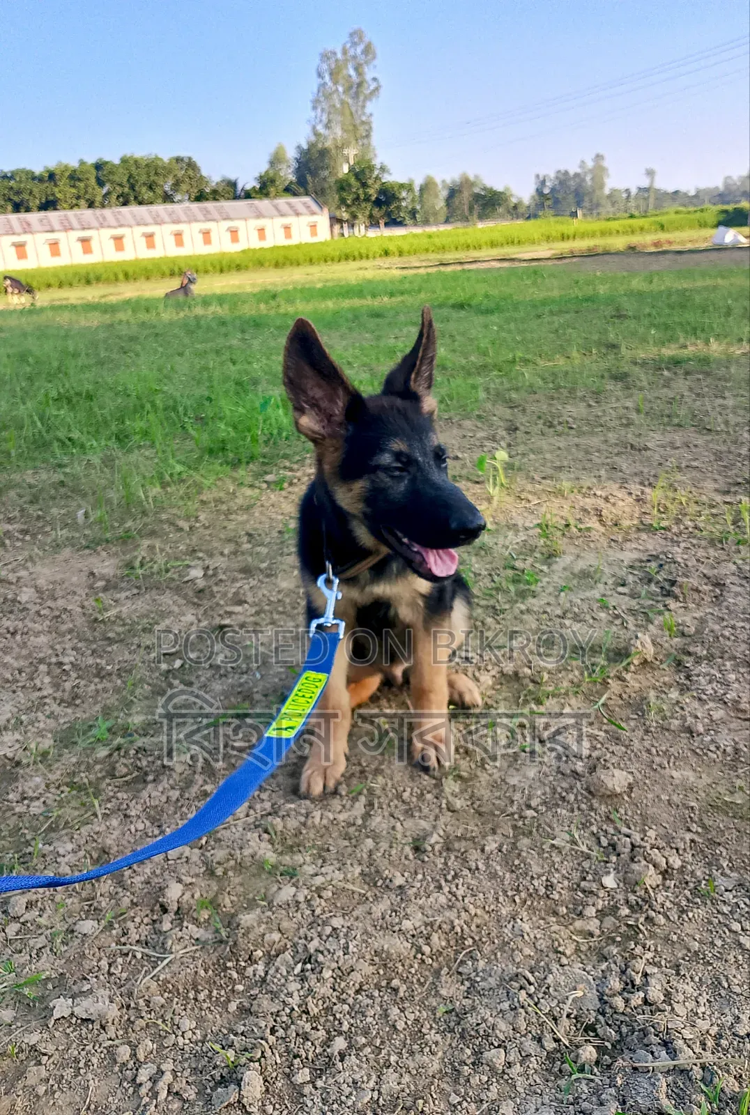 1-3 months Female Purebred German Shepherd