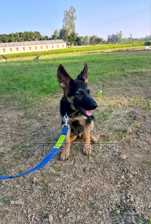 1-3 months Female Purebred German Shepherd