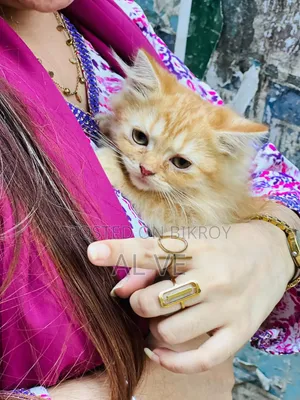১-৩ মাস বয়সী ফিমেল পিওরব্রেড পার্সিয়ান
