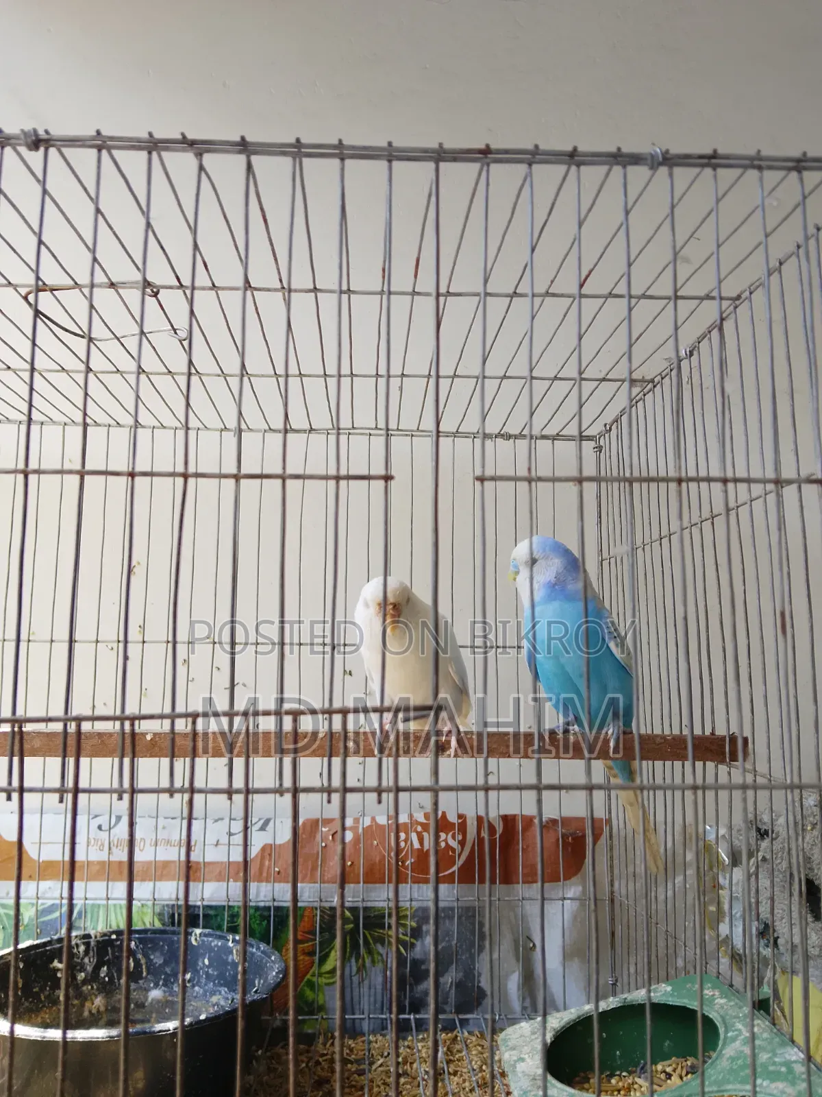 Budgerigar Bird