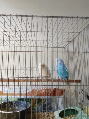 Budgerigar Bird