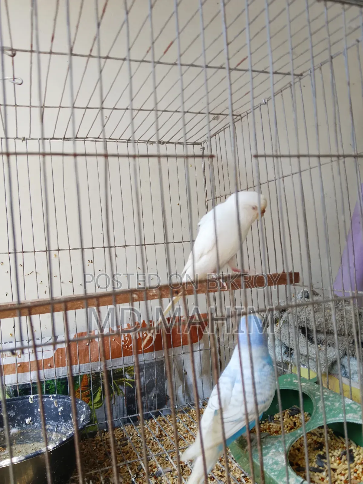 Budgerigar Bird