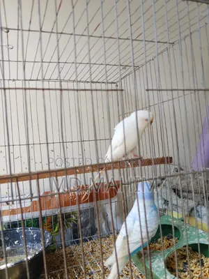 Budgerigar Bird