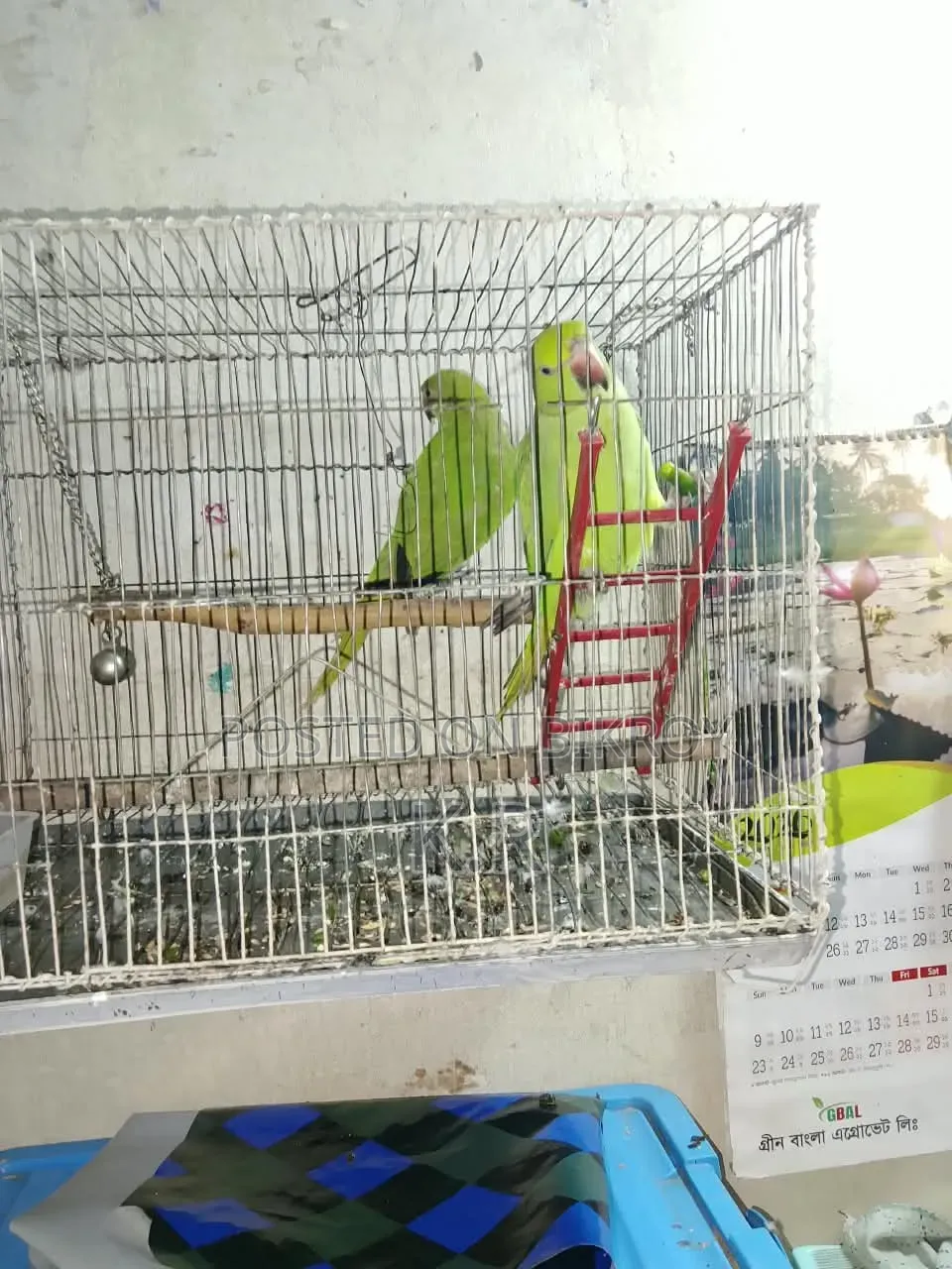 1-Pair Ringneck Parakeet Birds for Sale (Male + Female)