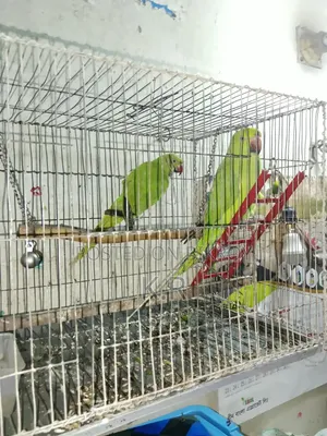 1-Pair Ringneck Parakeet Birds for Sale (Male + Female)