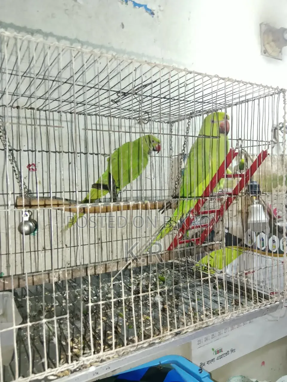 1-Pair Ringneck Parakeet Birds for Sale (Male + Female)