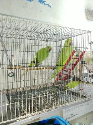 1-Pair Ringneck Parakeet Birds for Sale (Male + Female)