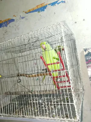 1-Pair Ringneck Parakeet Birds for Sale (Male + Female)