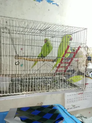 1-Pair Ringneck Parakeet Birds for Sale (Male + Female)
