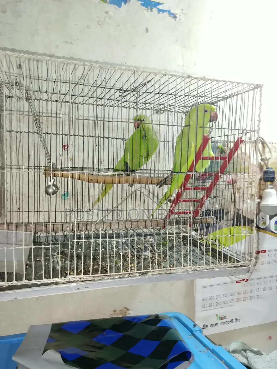 1-Pair Ringneck Parakeet Birds for Sale (Male + Female)