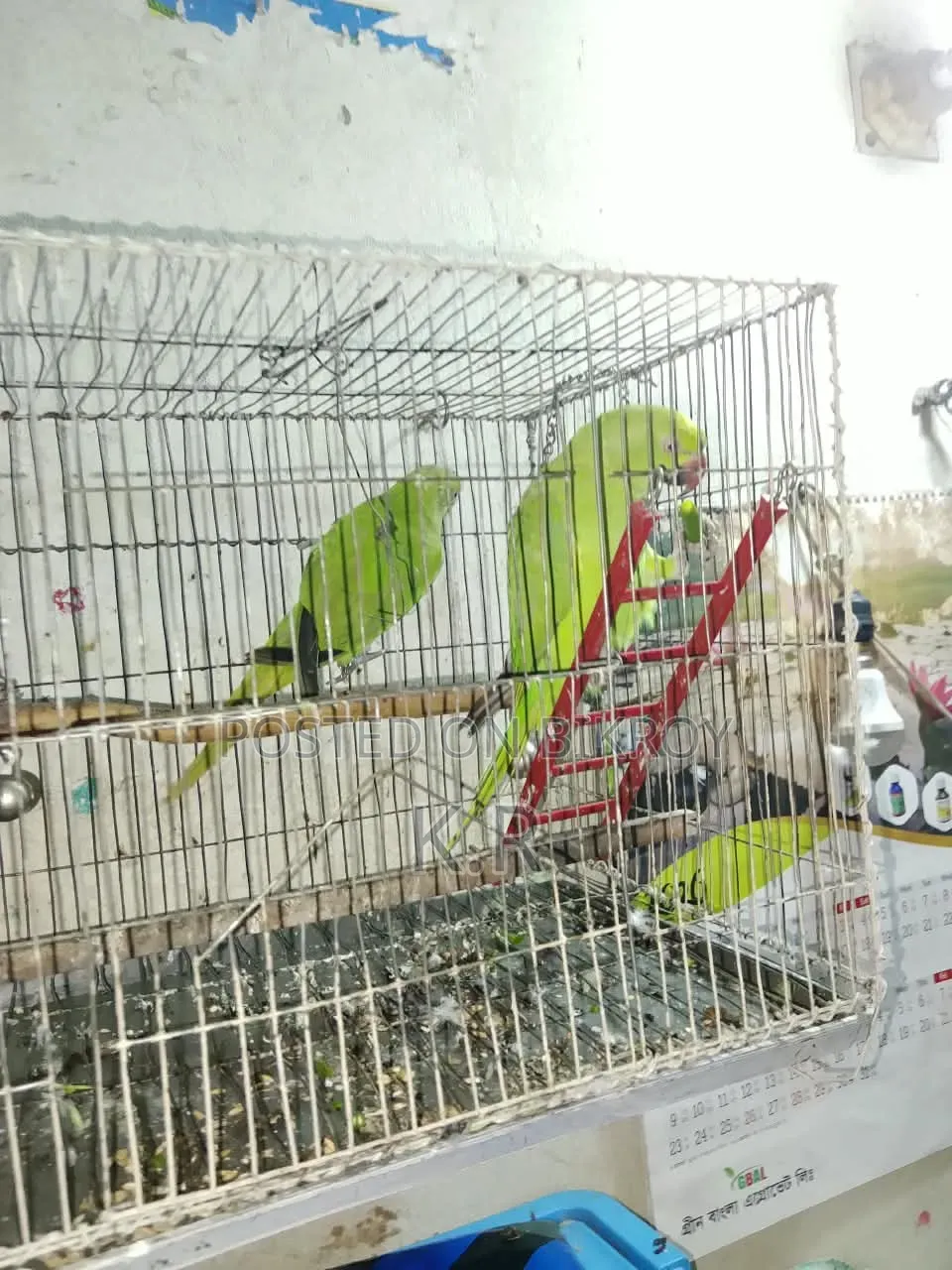 1-Pair Ringneck Parakeet Birds for Sale (Male + Female)