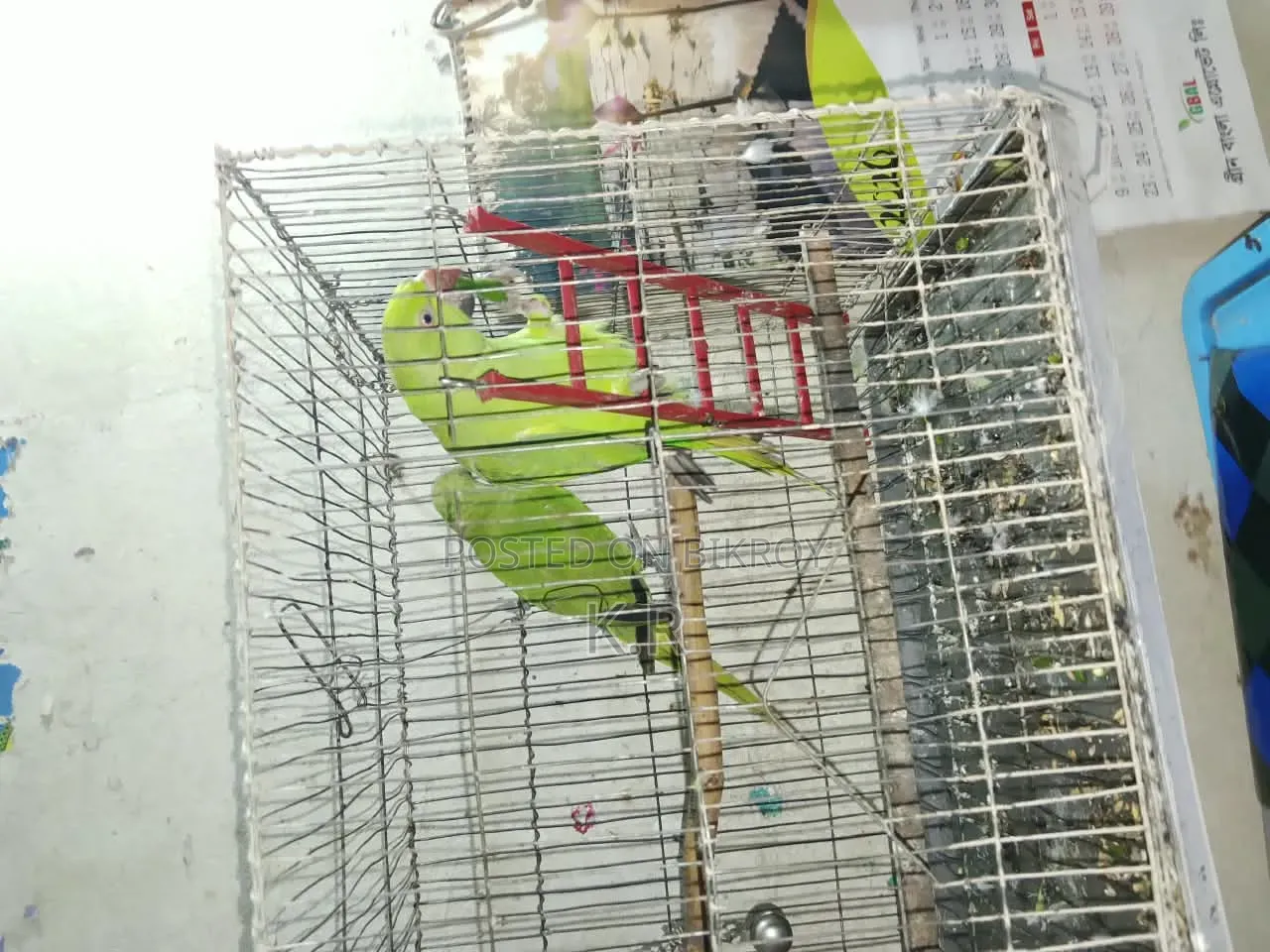 1-Pair Ringneck Parakeet Birds for Sale (Male + Female)