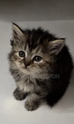 1-3 months Female Purebred Persian
