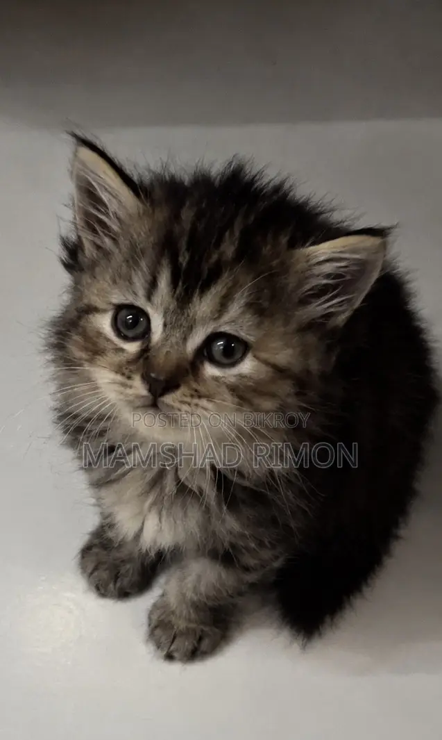 1-3 months Female Purebred Persian