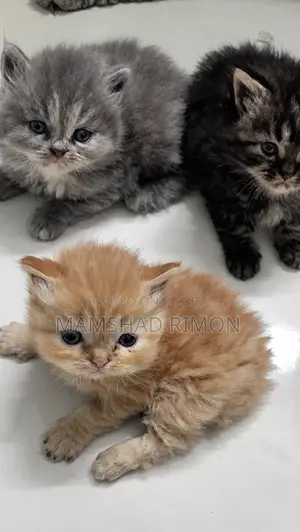 1-3 months Female Purebred Persian