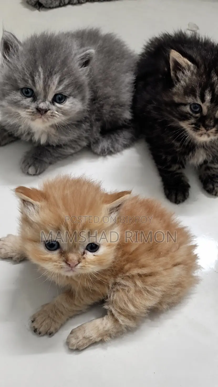 1-3 months Female Purebred Persian