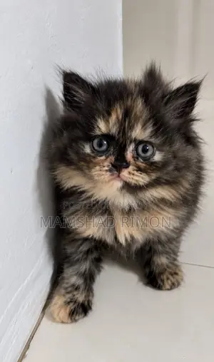 1-3 months Female Purebred Persian