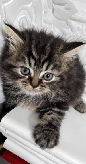 1-3 months Female Purebred Persian