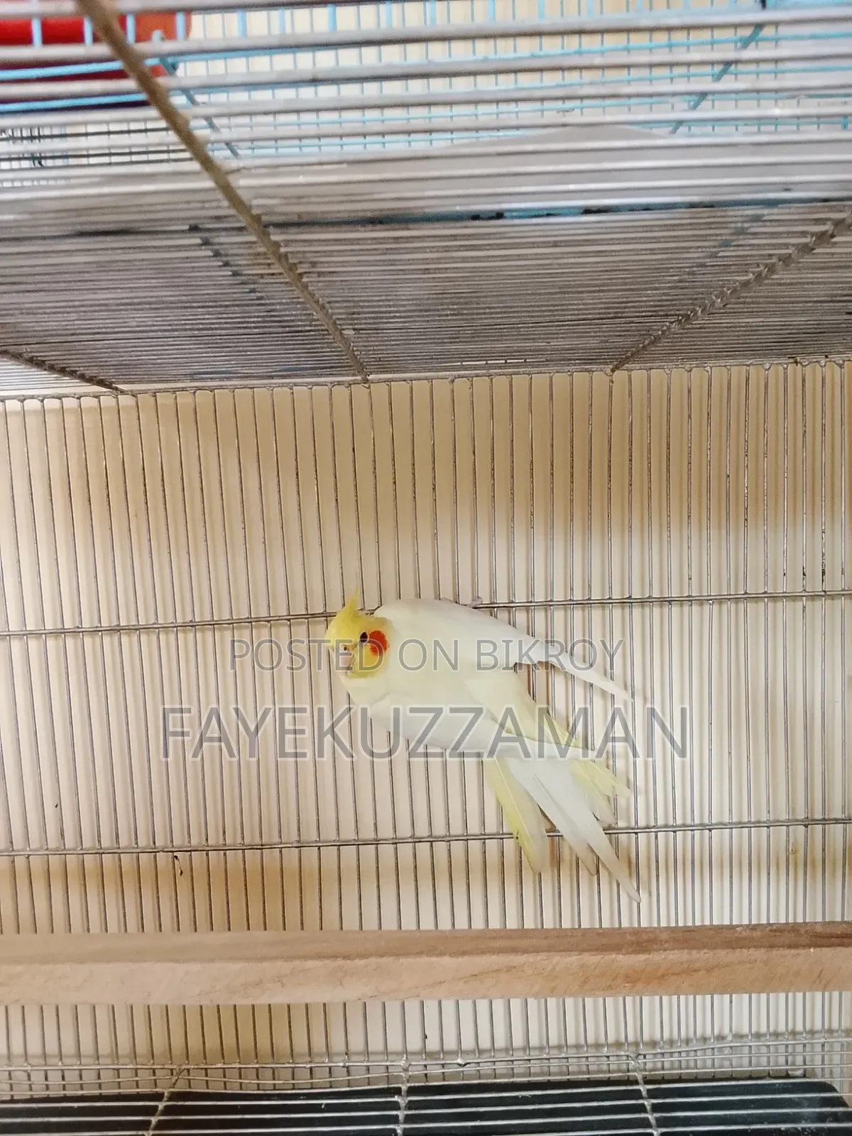 Lutino Cockatiel Bird for Sale