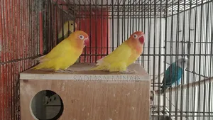 Love Bird, Lutino Fischer Red Eye Running Pair, Lovebird