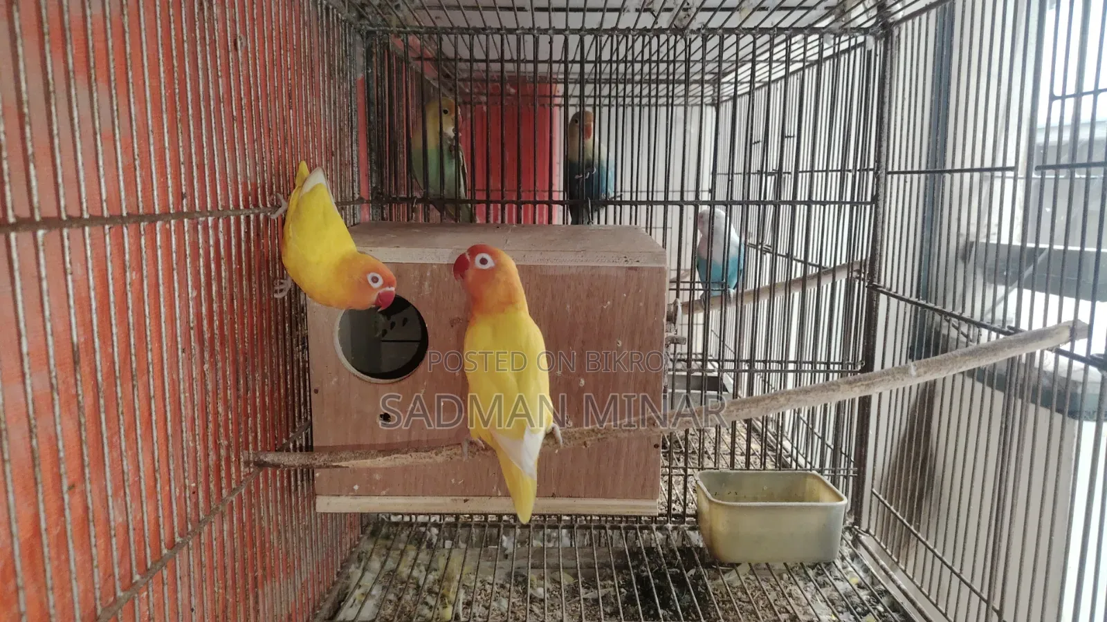 Love Bird, Lutino Fischer Red Eye Running Pair, Lovebird