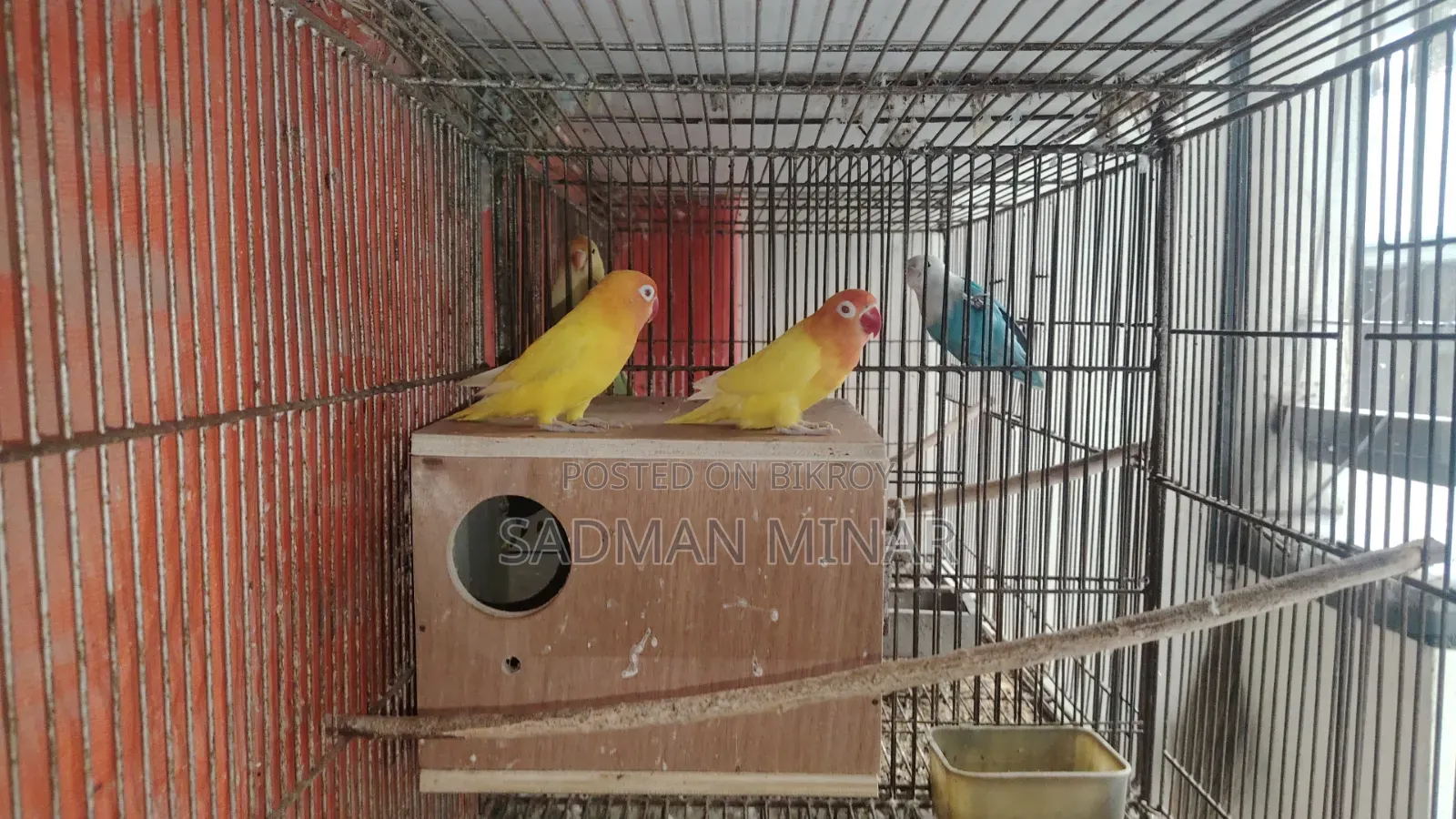 Love Bird, Lutino Fischer Red Eye Running Pair, Lovebird