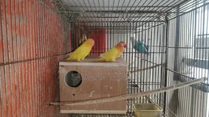 Love Bird, Lutino Fischer Red Eye Running Pair, Lovebird