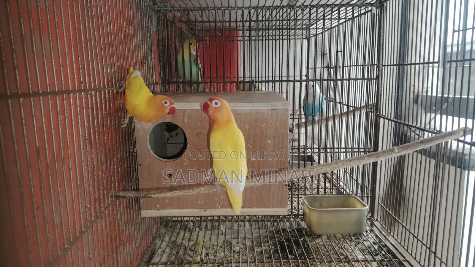 Love Bird, Lutino Fischer Red Eye Running Pair, Lovebird