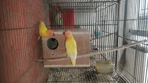 Love Bird, Lutino Fischer Red Eye Running Pair, Lovebird