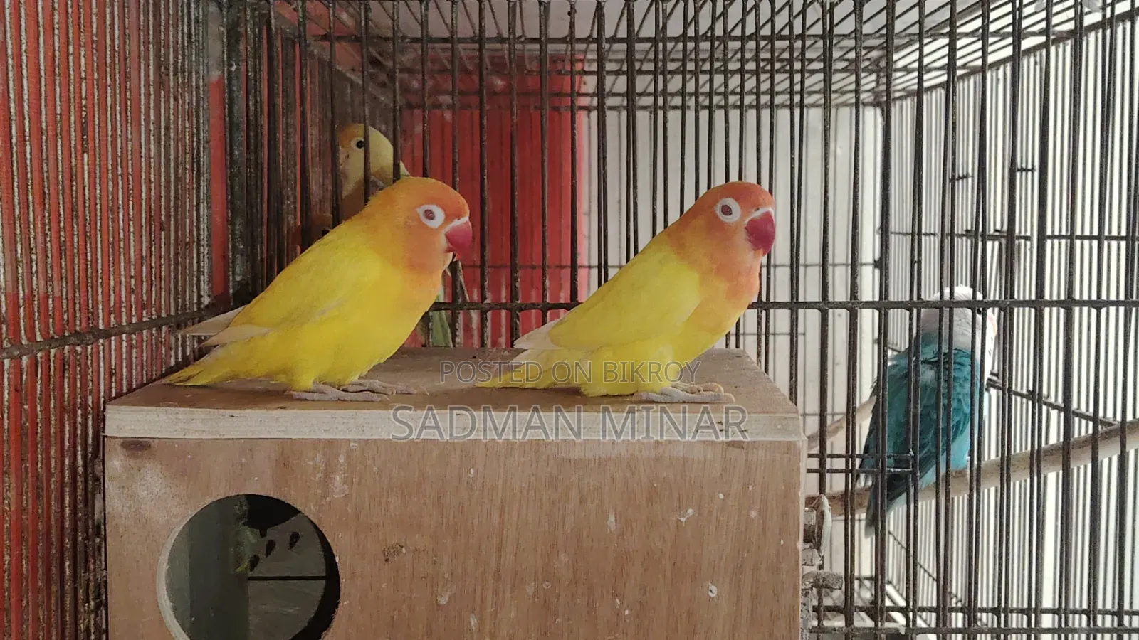 Love Bird, Lutino Fischer Red Eye Running Pair, Lovebird