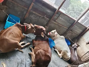 ৪টি ষাড় গরু বিক্রি হবে
