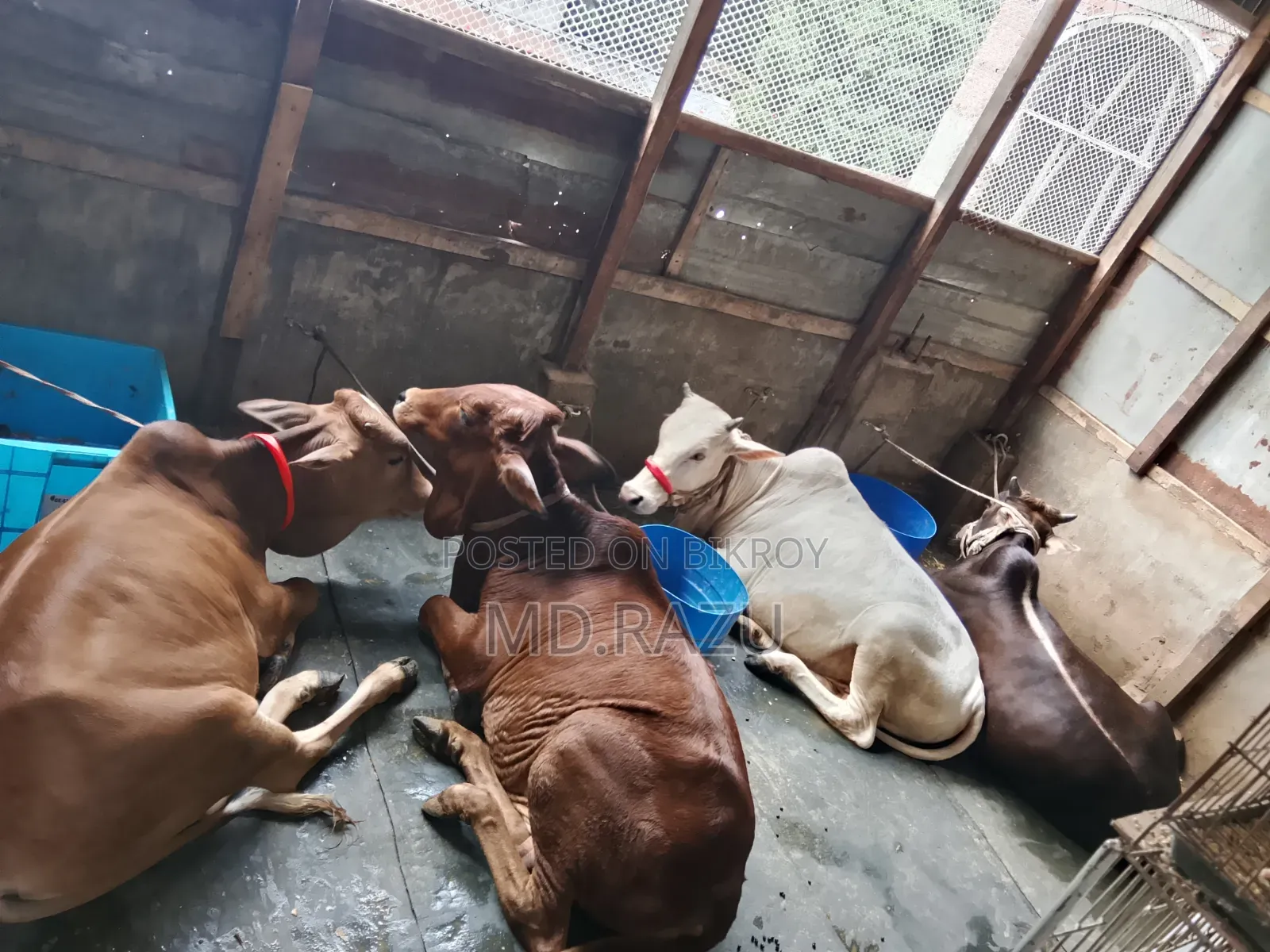 ৪টি ষাড় গরু বিক্রি হবে