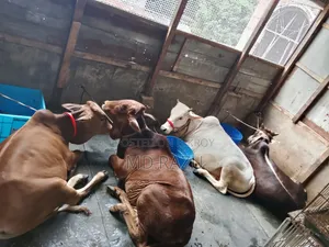 ৪টি ষাড় গরু বিক্রি হবে