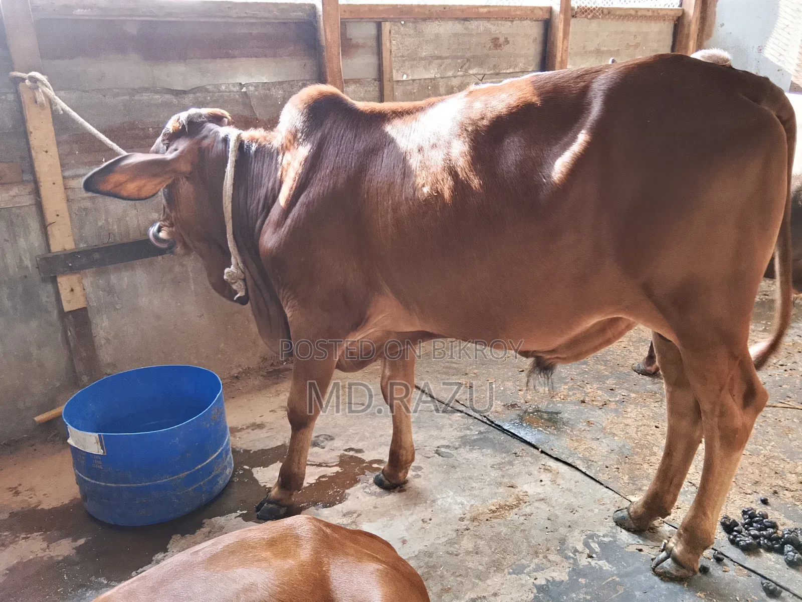 ৪টি ষাড় গরু বিক্রি হবে