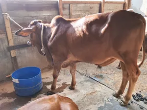 ৪টি ষাড় গরু বিক্রি হবে
