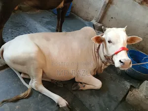 ৪টি ষাড় গরু বিক্রি হবে