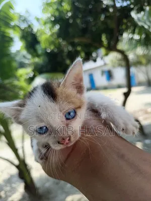 1-3 months Female Mixed Breed Bengal