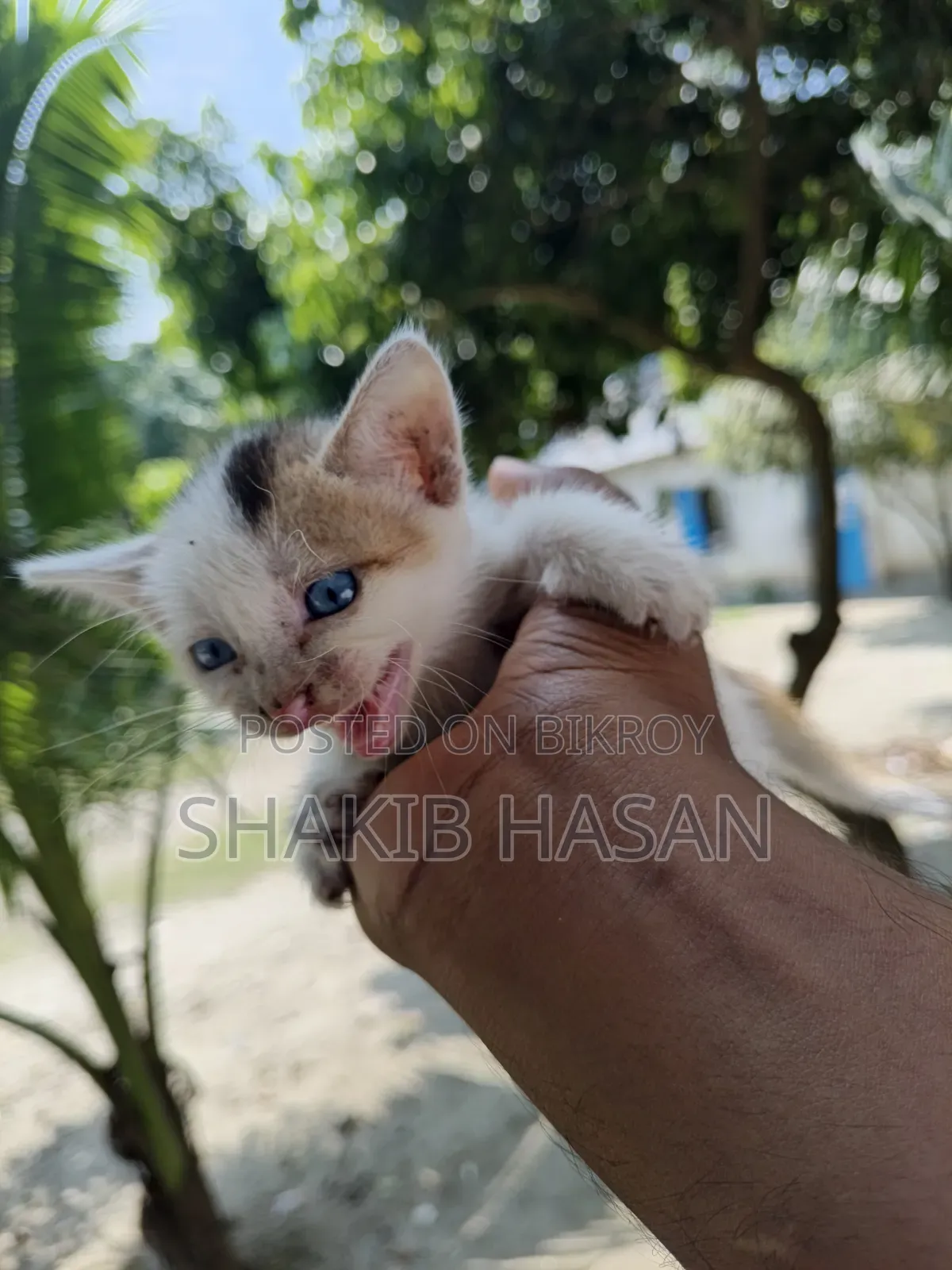 1-3 months Female Mixed Breed Bengal