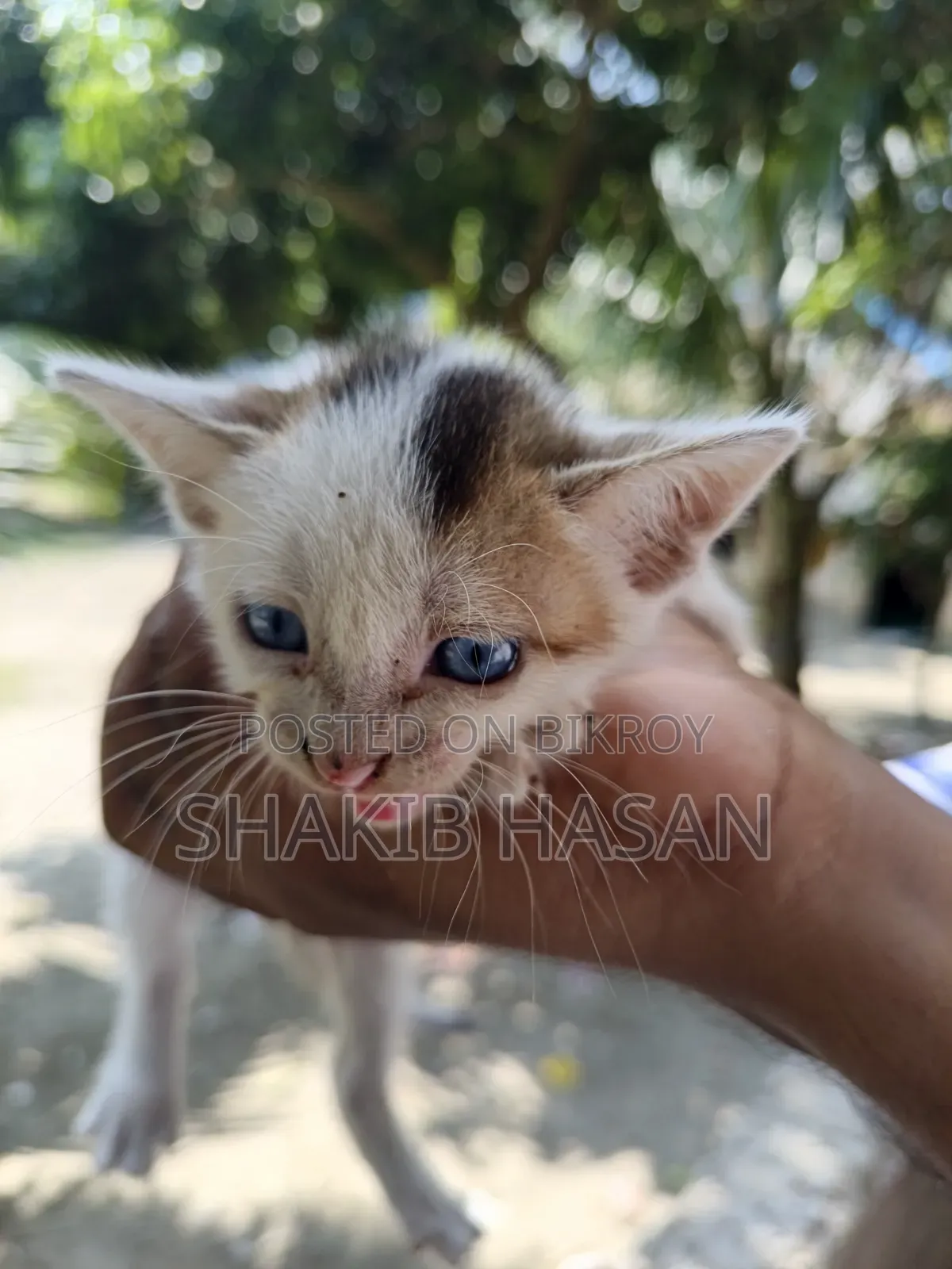 1-3 months Female Mixed Breed Bengal