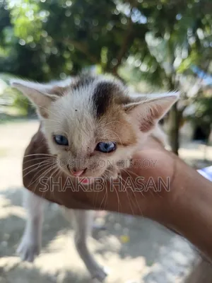 1-3 months Female Mixed Breed Bengal