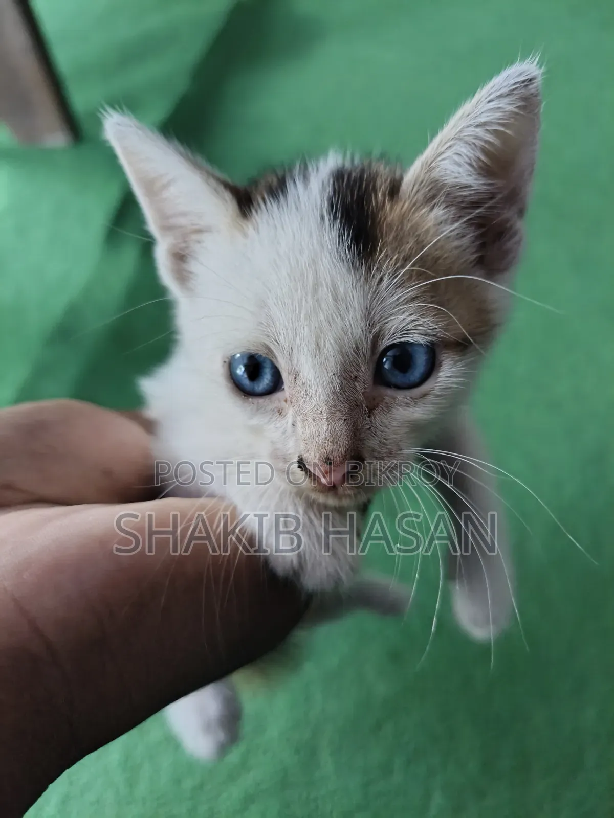 1-3 months Female Mixed Breed Bengal