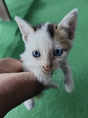 1-3 months Female Mixed Breed Bengal