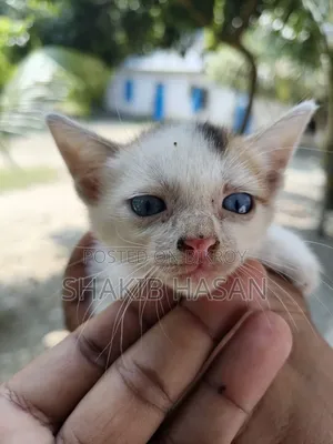 1-3 months Female Mixed Breed Bengal